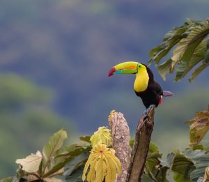 Toucan