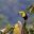 Toucan
