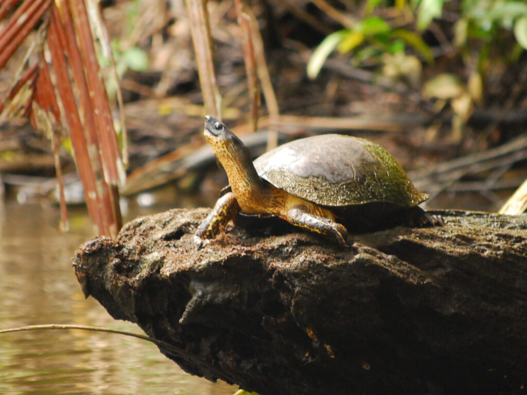 Turtle