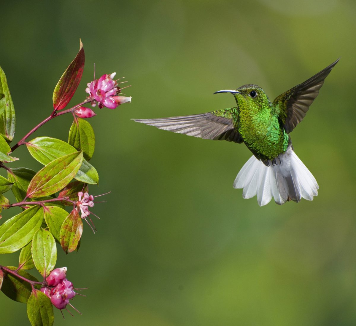 Hummingbird flying near tree in Costa Rica
