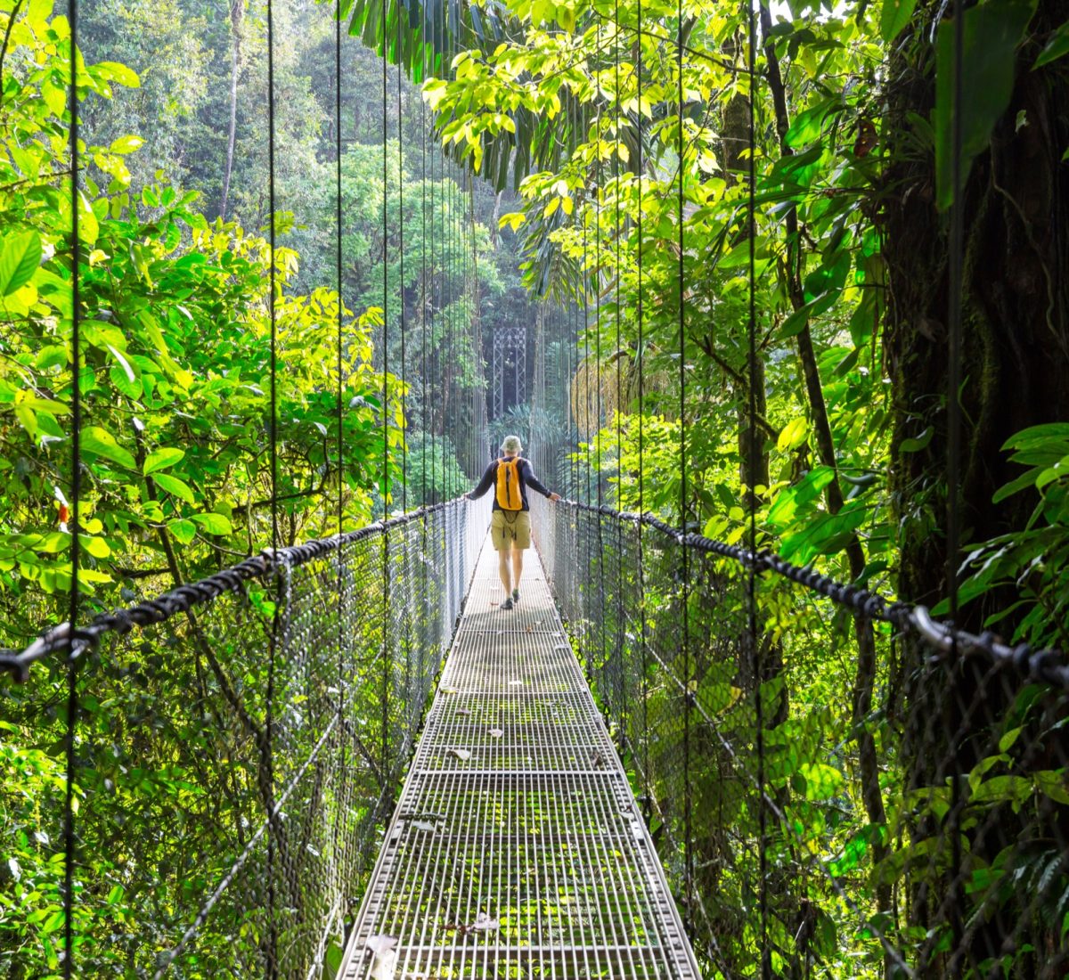 Person walking along a hanging bridge in the jungle