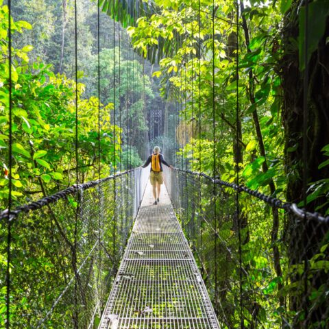 Person walking along a hanging bridge in the jungle