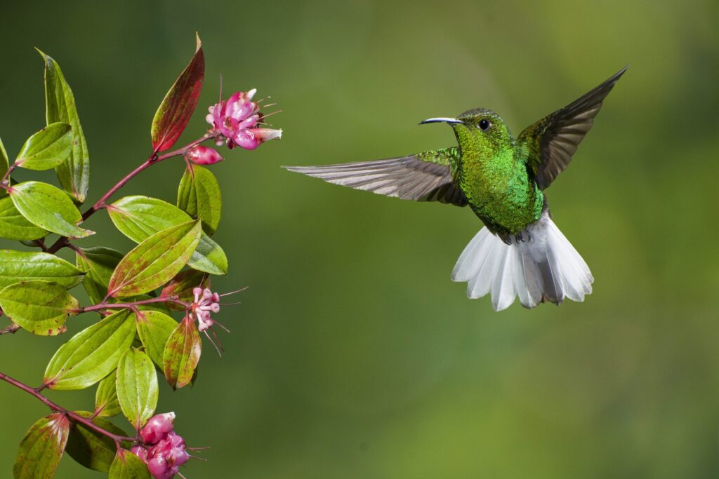 Hummingbird flying near tree in Costa Rica
