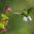 Hummingbird