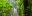 COS_Monteverde_HangingBridge_Shutterstock_1006962364 Person walking along a hanging bridge in the jungle