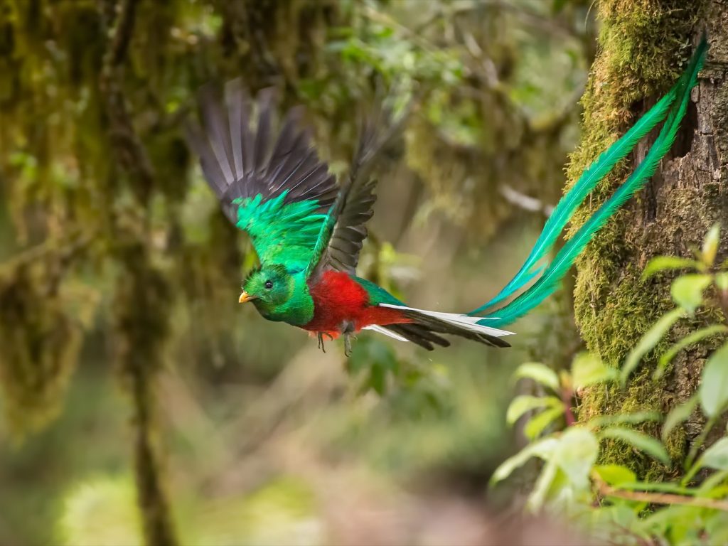 Quetzal