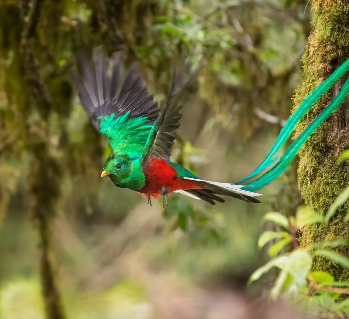 Quetzal
