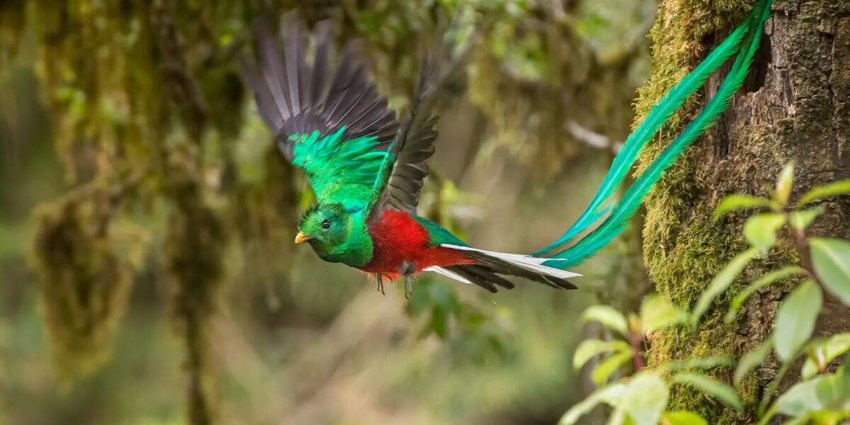 Quetzal
