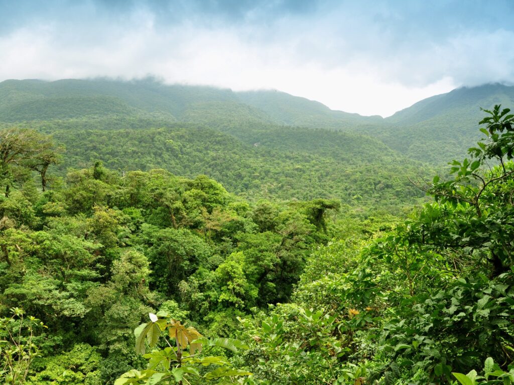 Monteverde cloud forest
