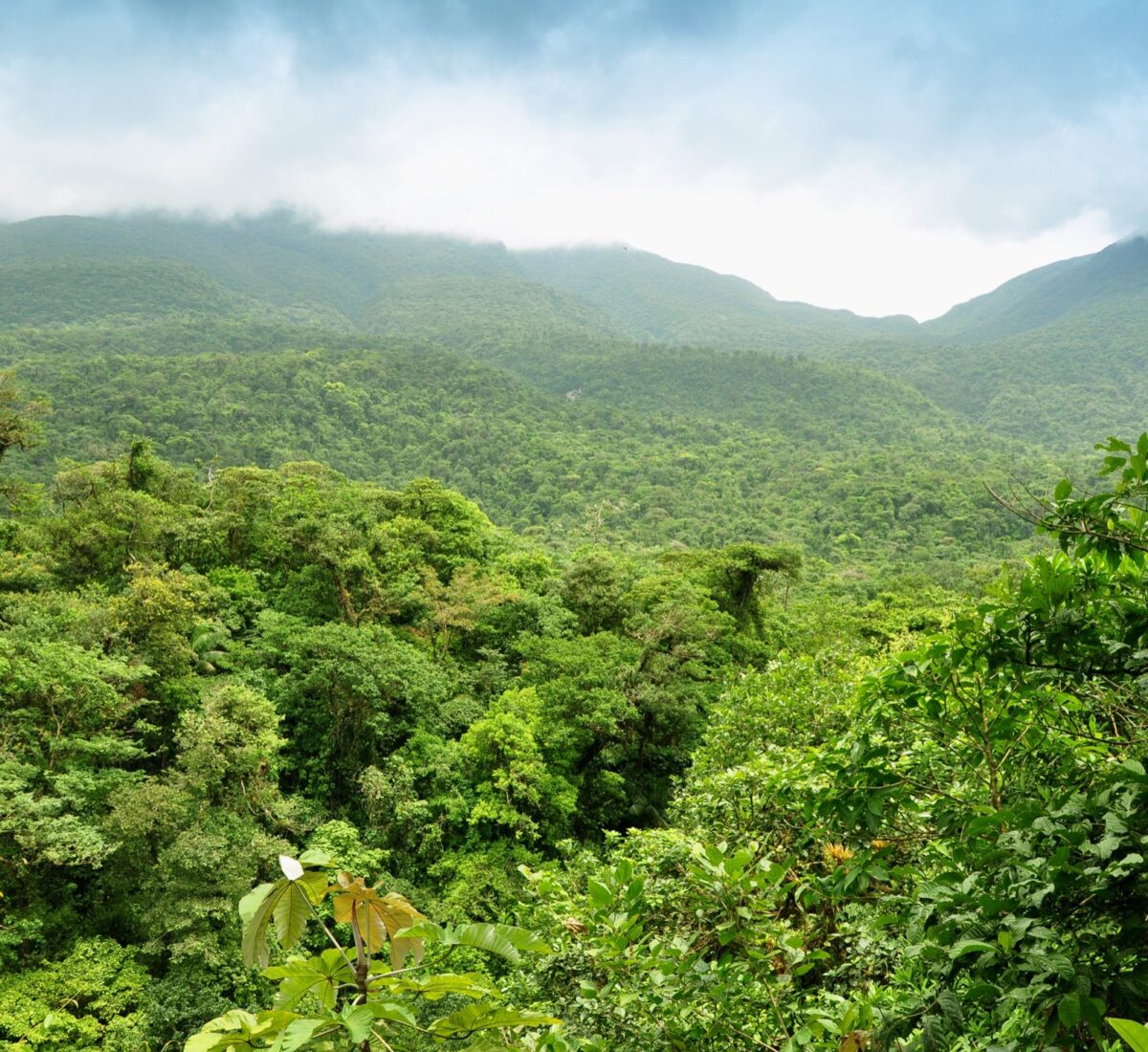 Monteverde cloud forest