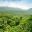 Monteverde cloud forest