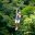 zip lining