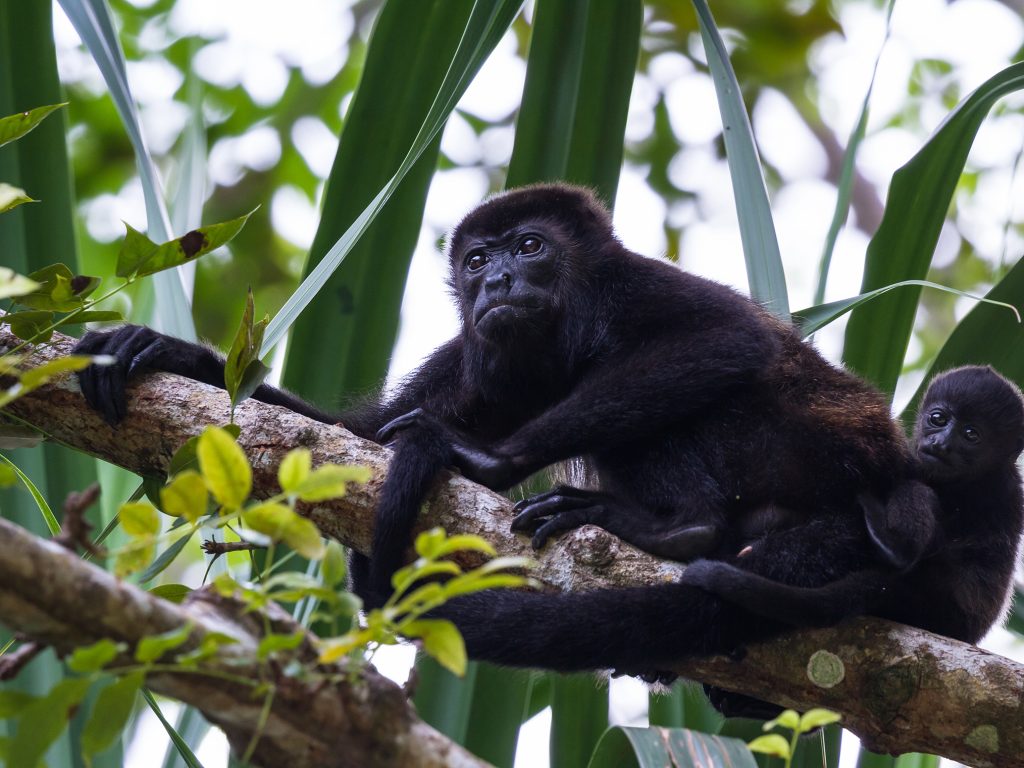 Howler Monkey