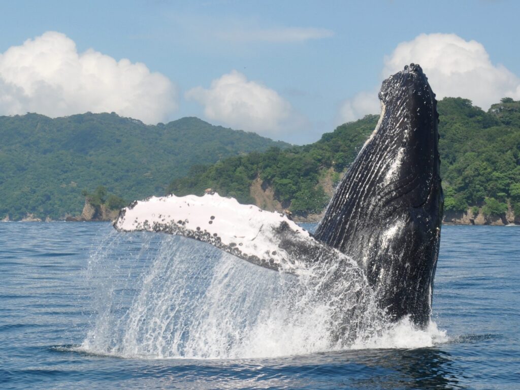Humpback Whale