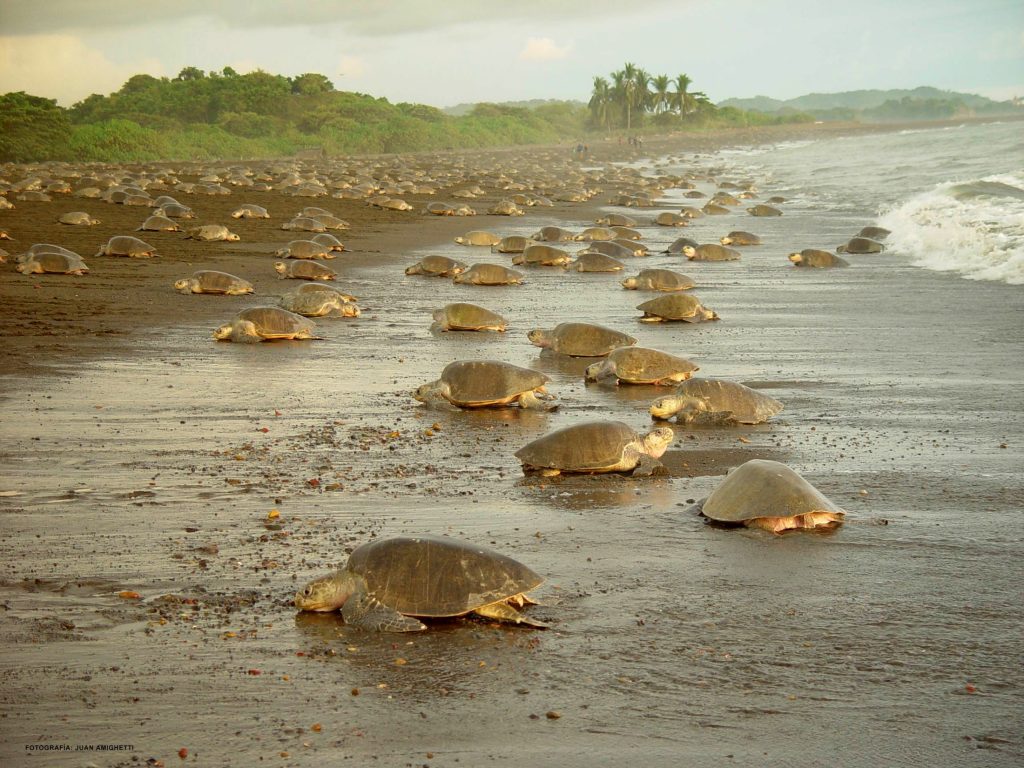 Turtles