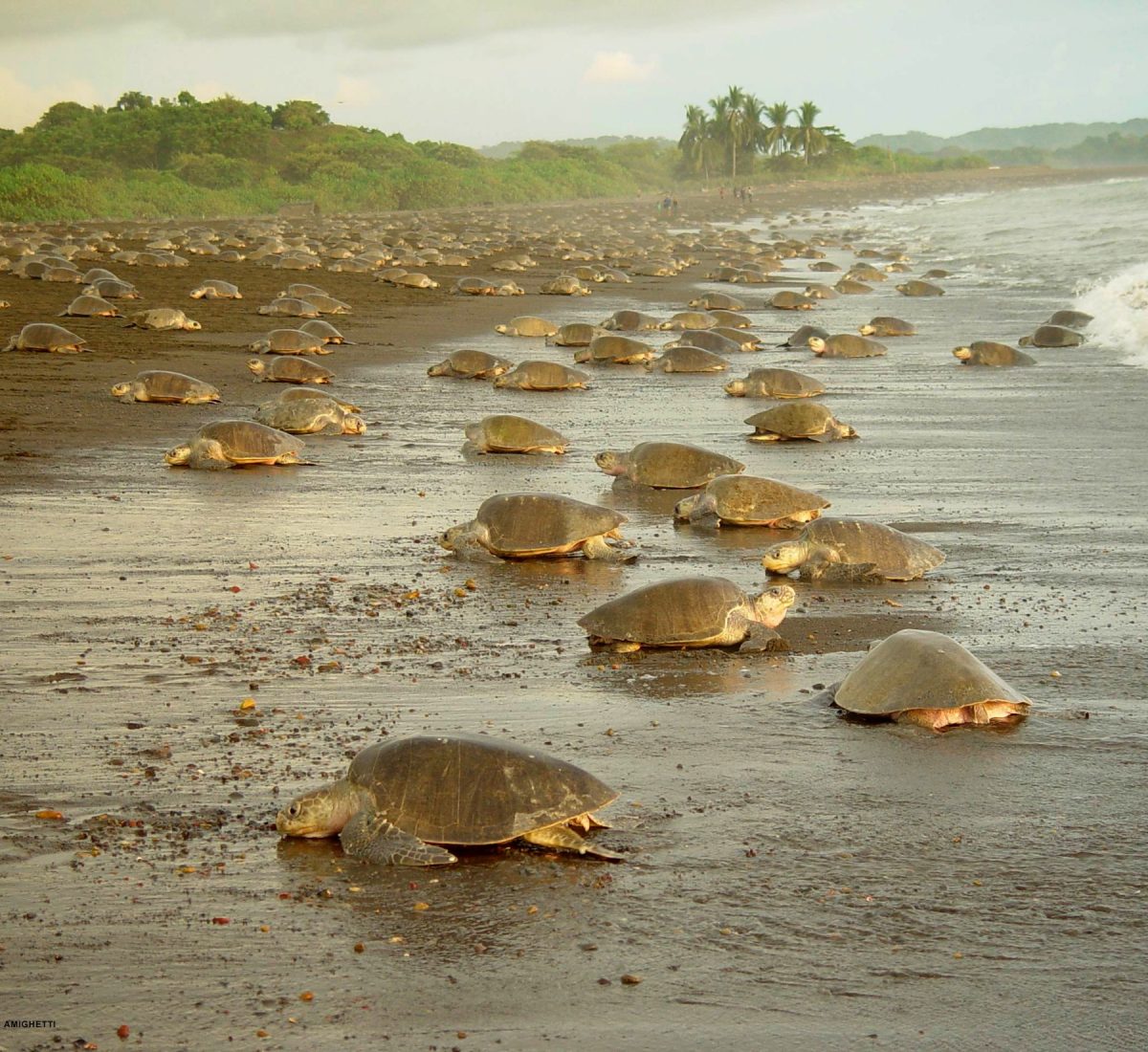 Turtles
