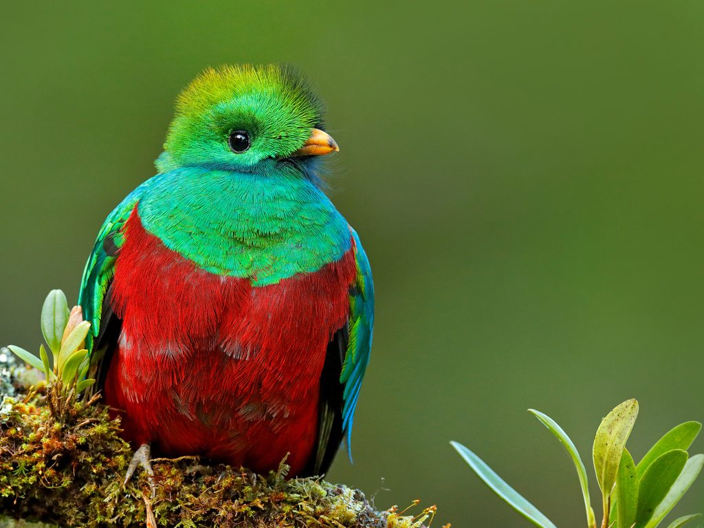 Quetzal