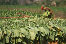 CUB_SierraMaestra_Tobacco_iStock_478562868
