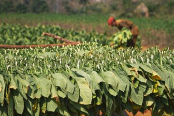 CUB_SierraMaestra_Tobacco_iStock_478562868