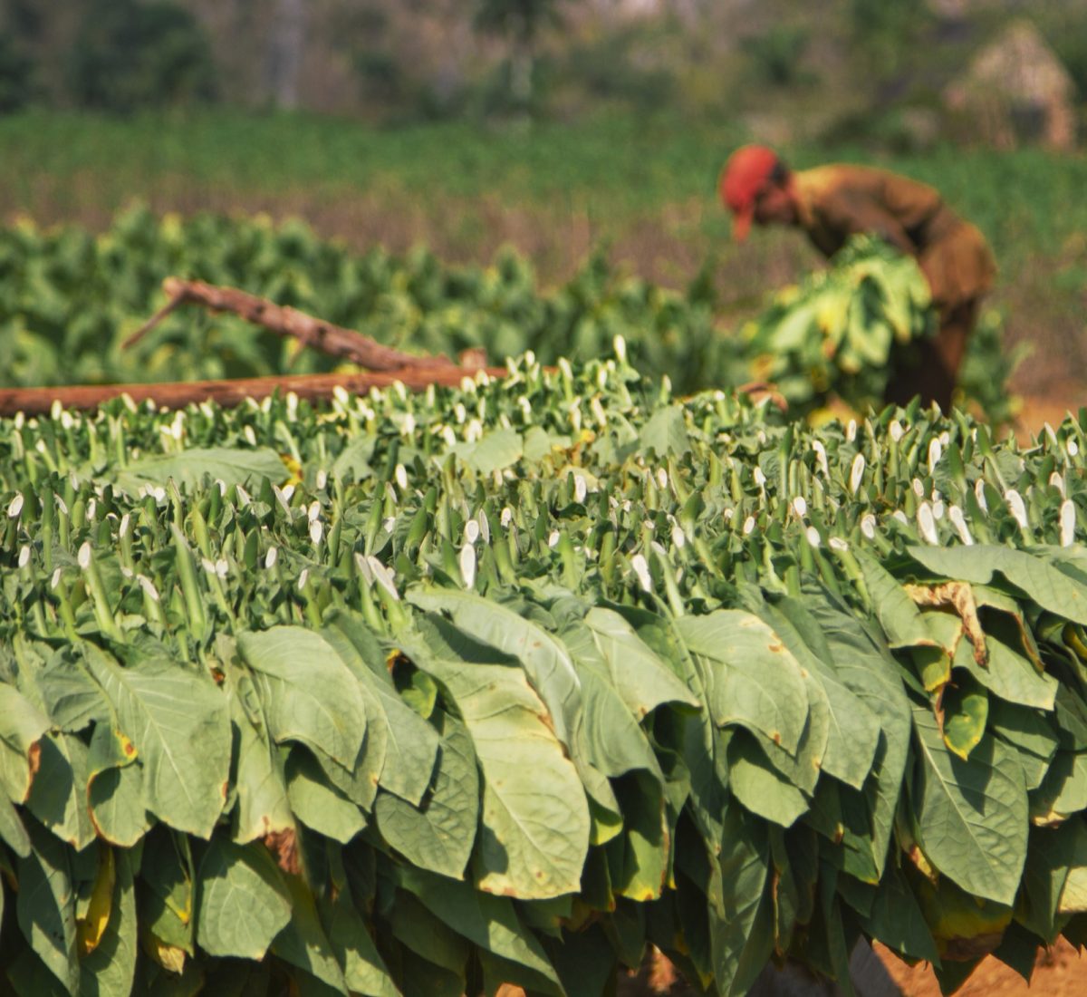 CUB_SierraMaestra_Tobacco_iStock_478562868