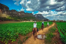 Vinales