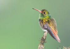 Hummingbird