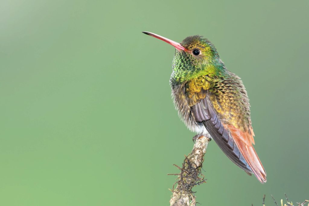 Hummingbird
