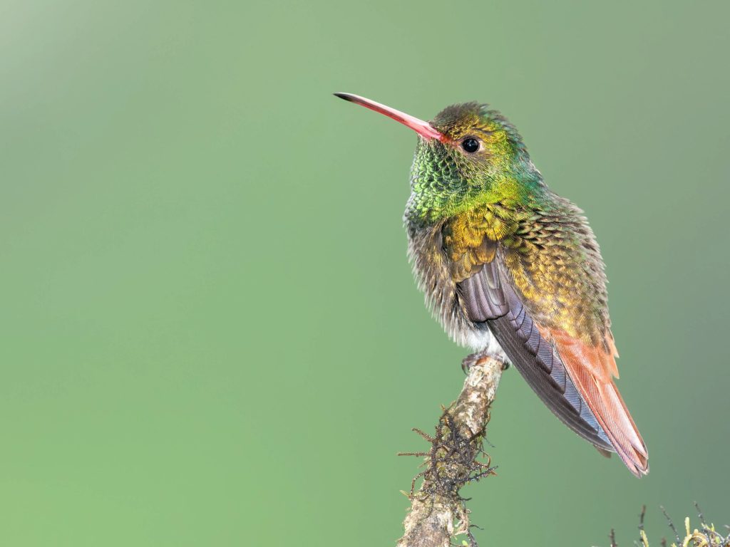 Hummingbird