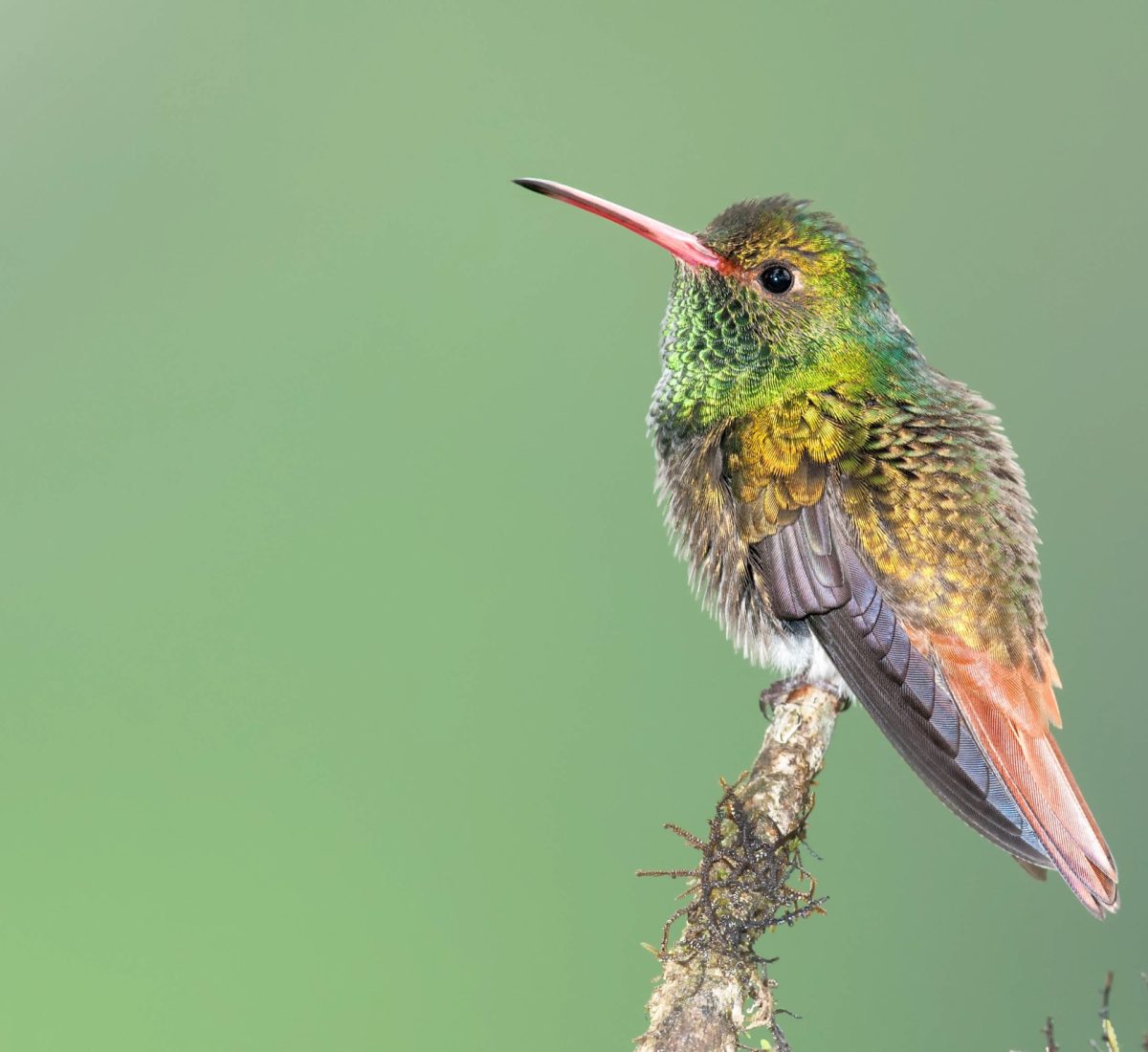 Hummingbird
