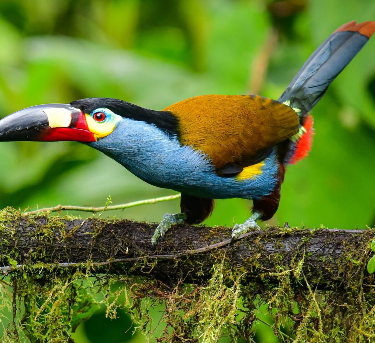 Plate-billed Mountain-Toucan