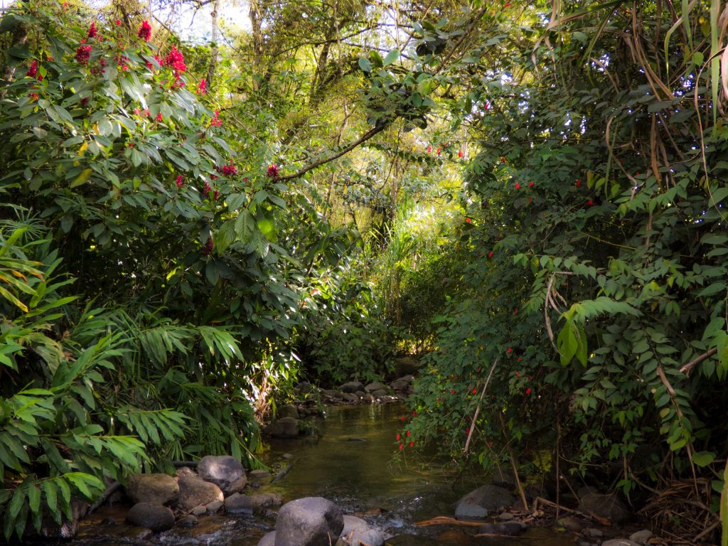Mindo Cloud Forest