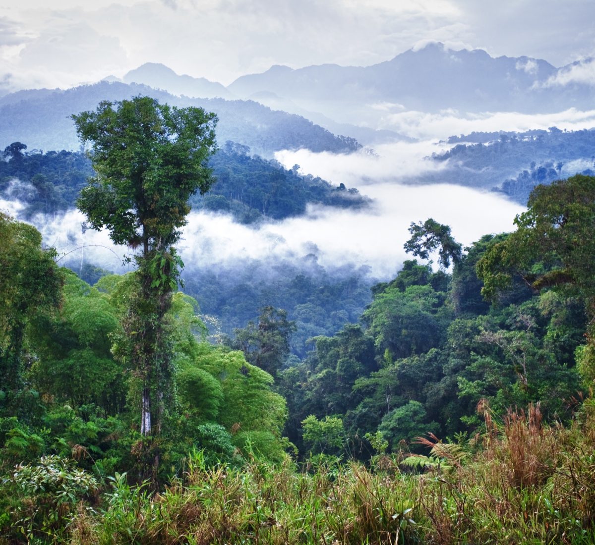 Mindo Cloud Forest