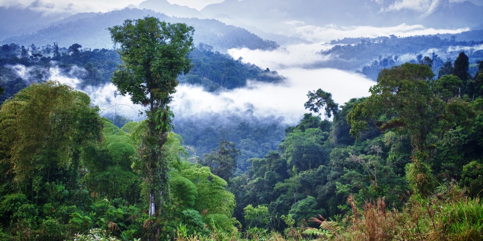 Mindo Cloud Forest