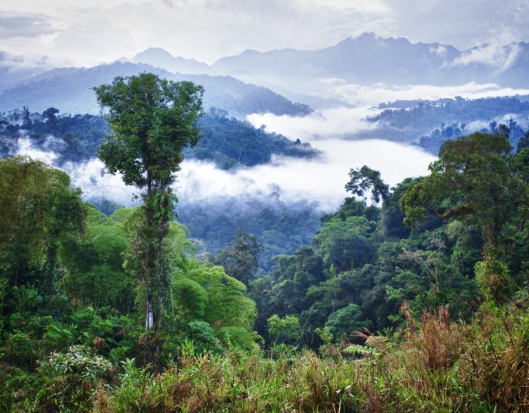 Mindo Cloud Forest