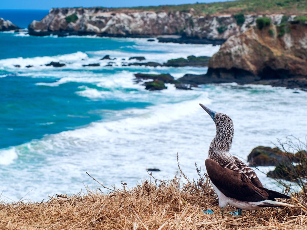 Isla de la Plata