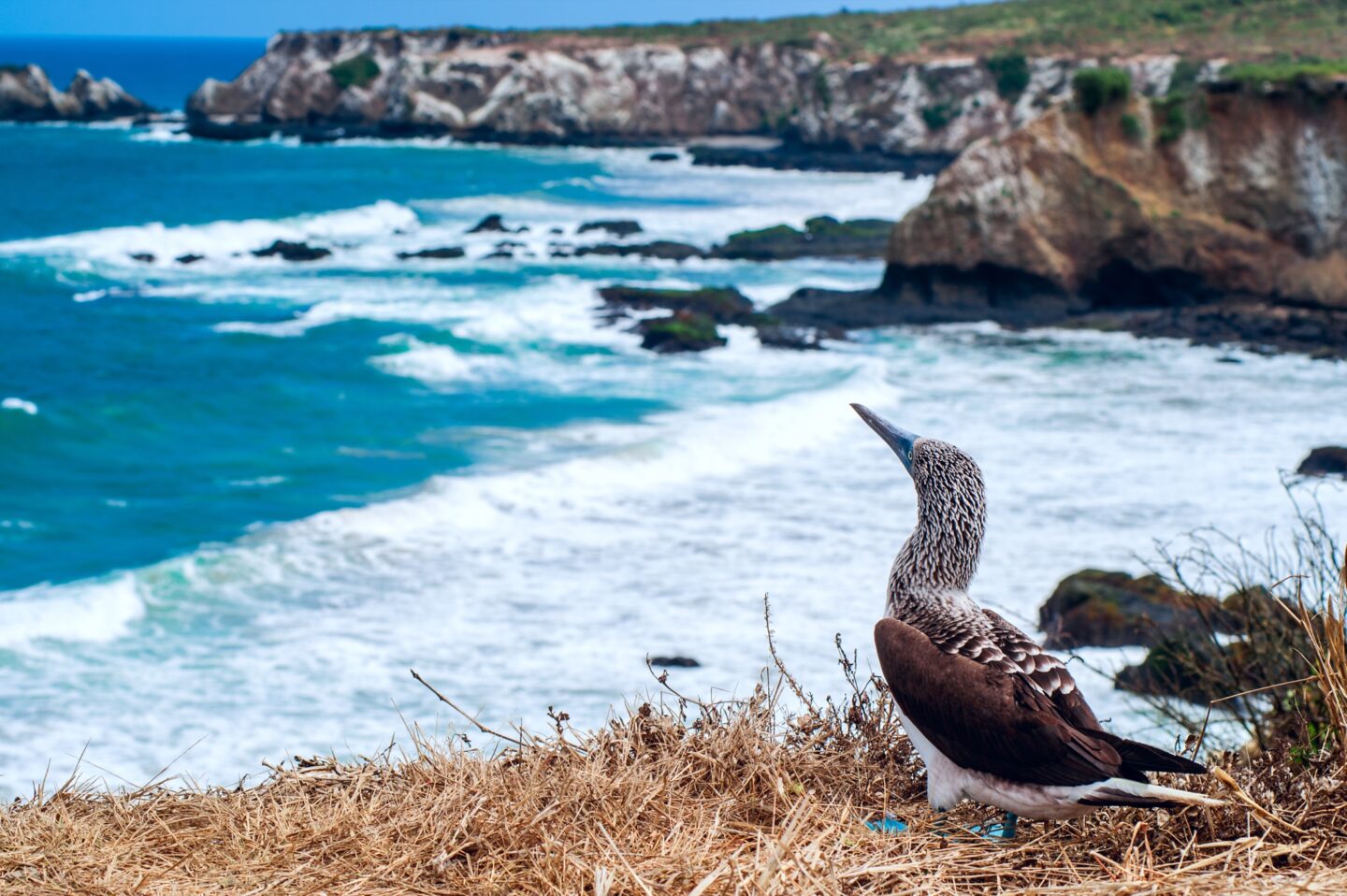 Isla de la Plata