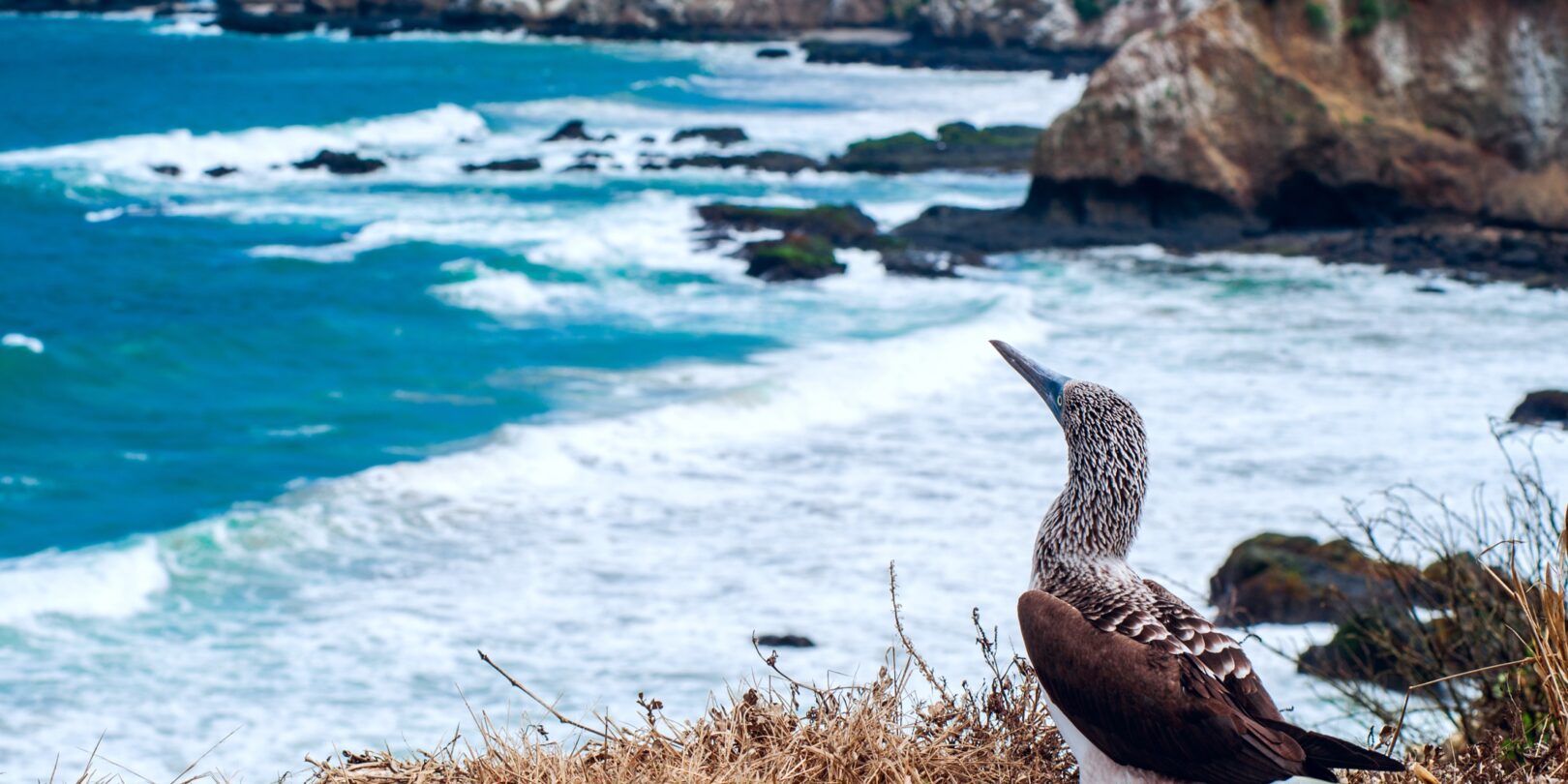 Isla de la Plata