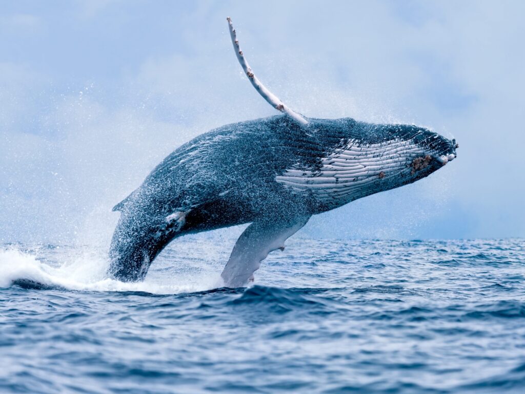 Whale