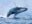 ECU_Pacific_PuertoLopez_Shutterstock_211846078 Whale