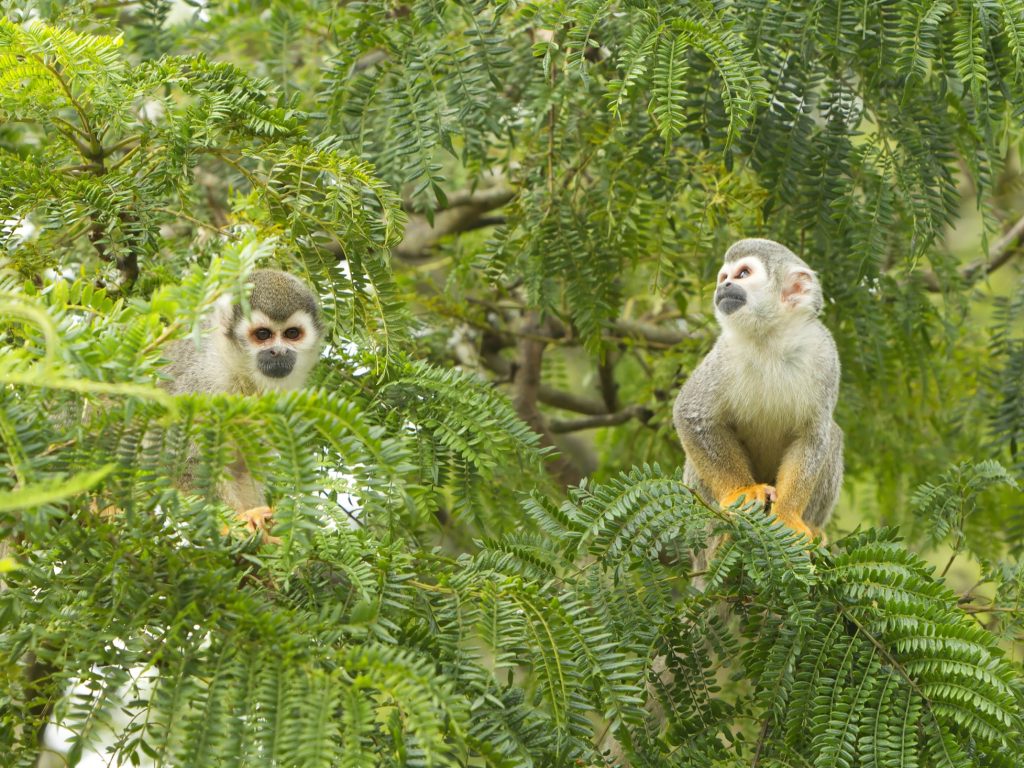 Monkeys