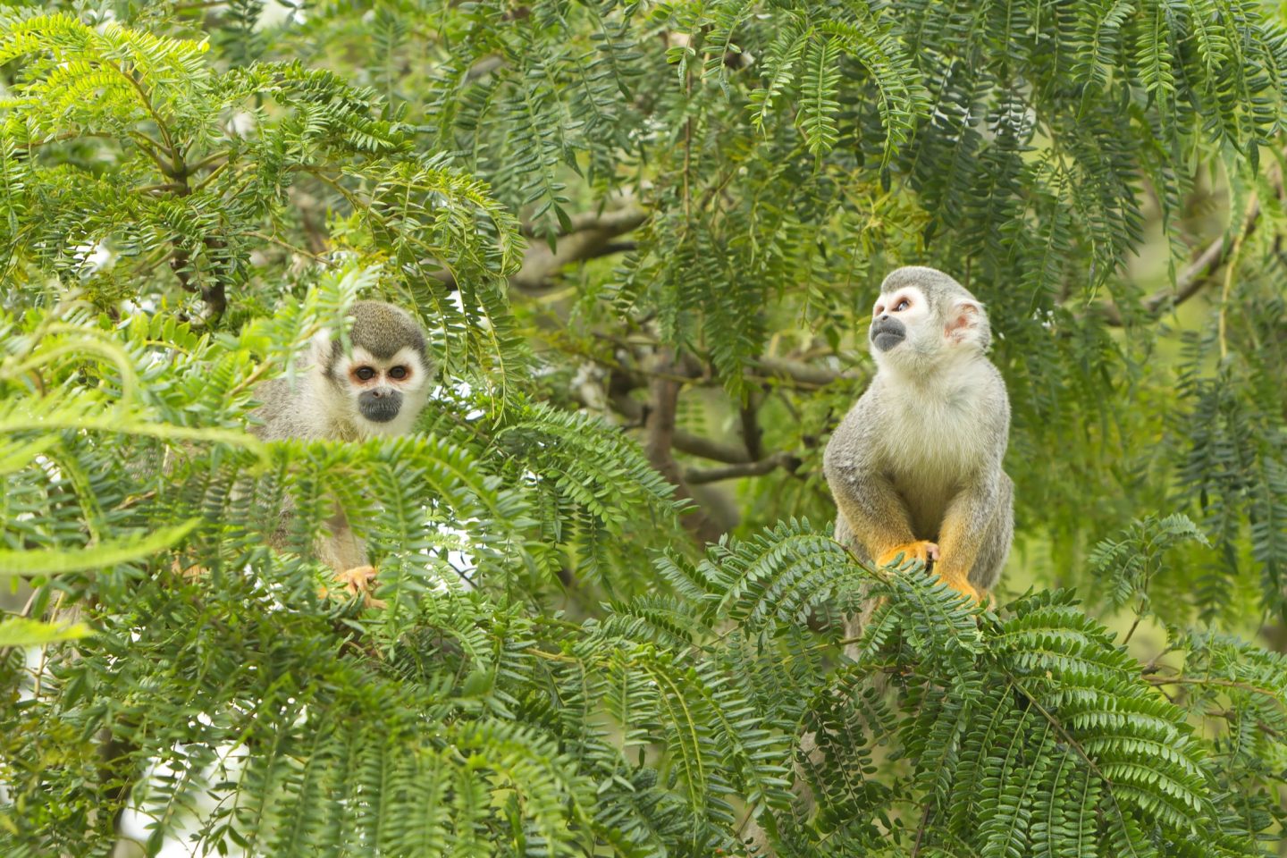 Monkeys