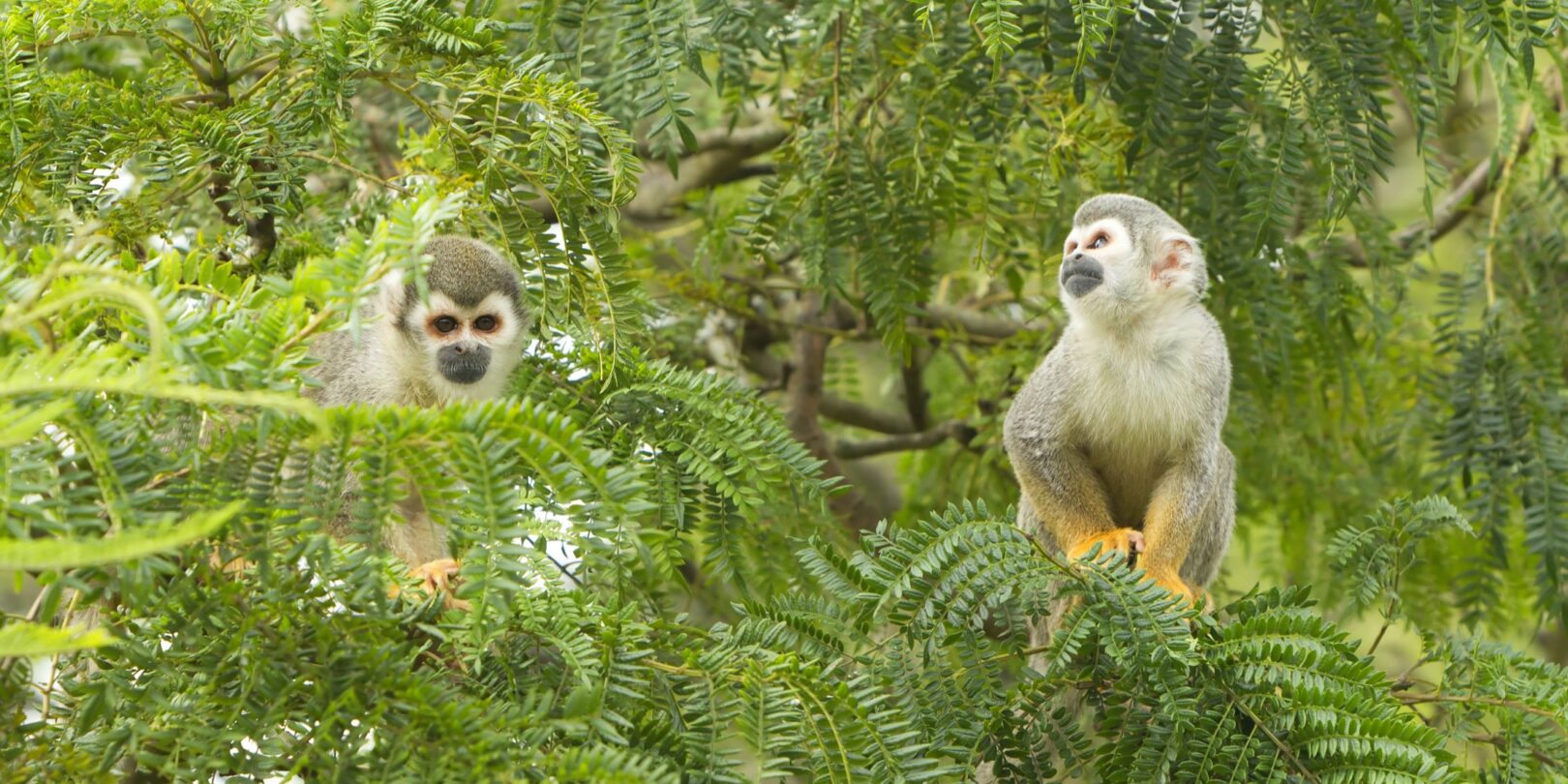 Monkeys