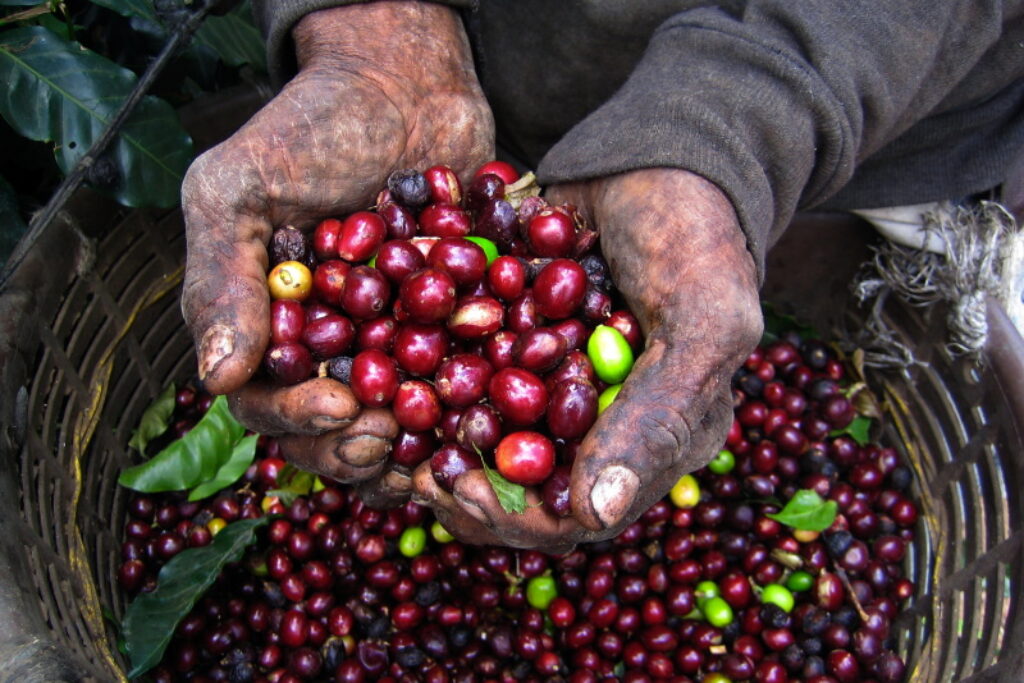 Coffee Beans El Salvador