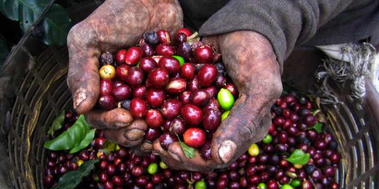 Coffee Beans El Salvador