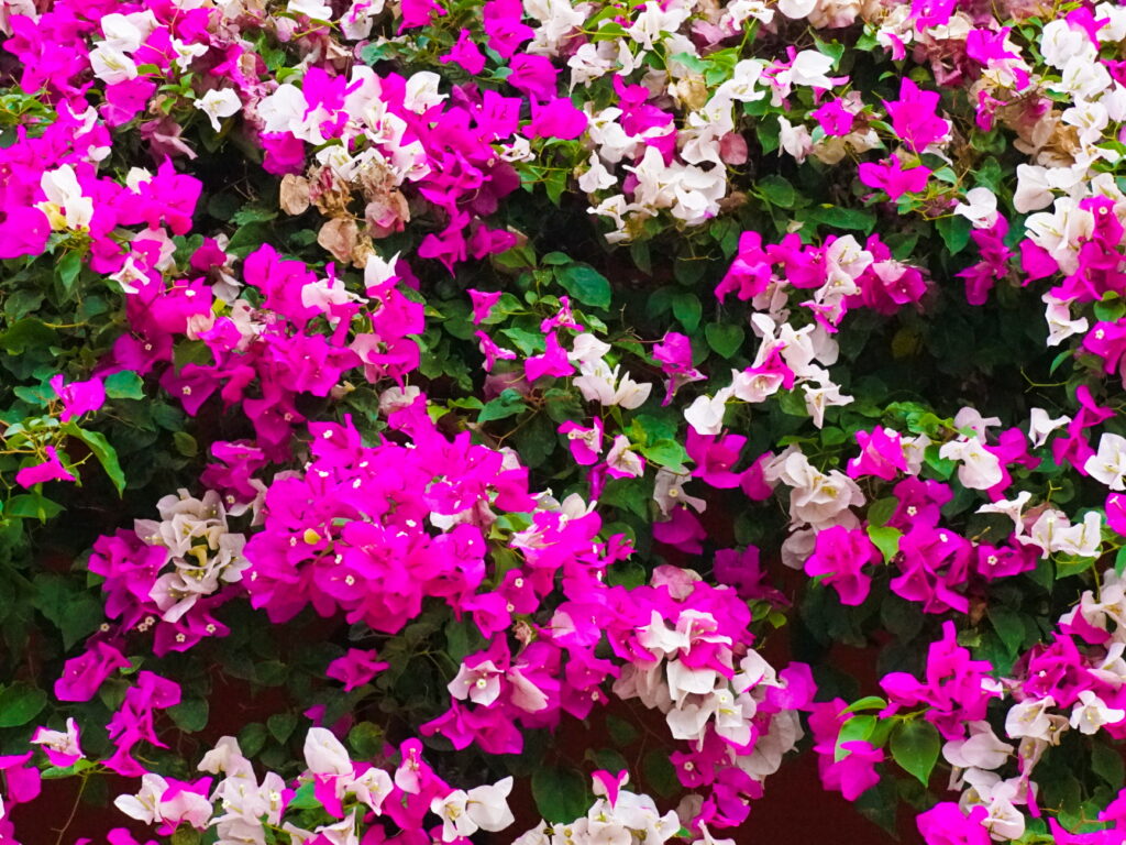 Ruta de las Flores
