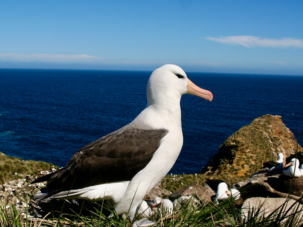 BLACK BROWED ALBATROSS