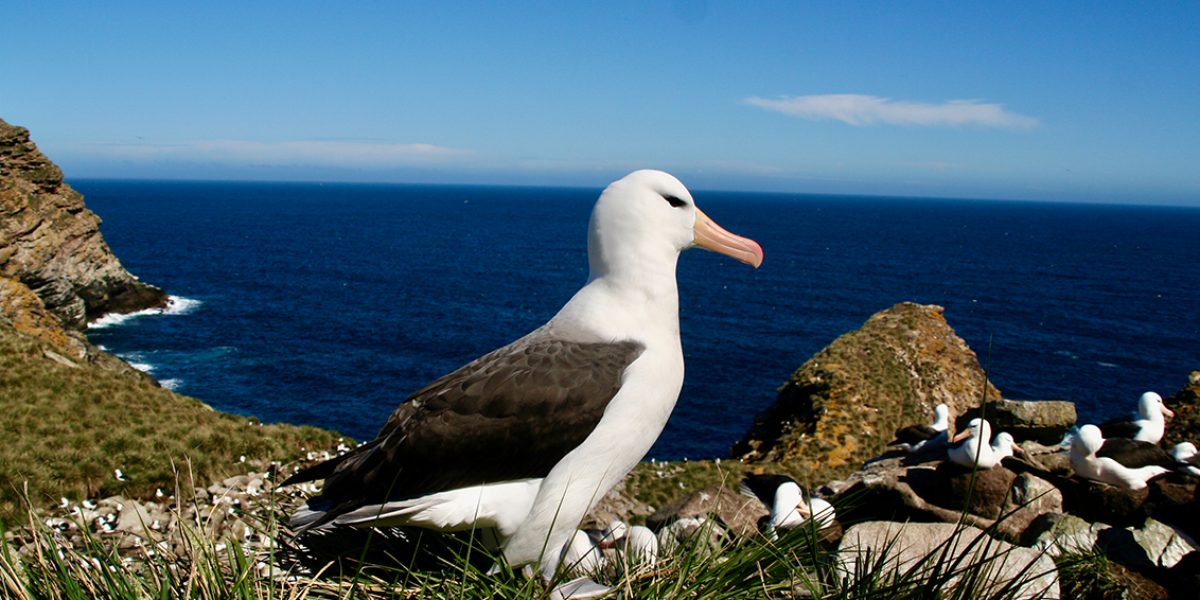BLACK BROWED ALBATROSS