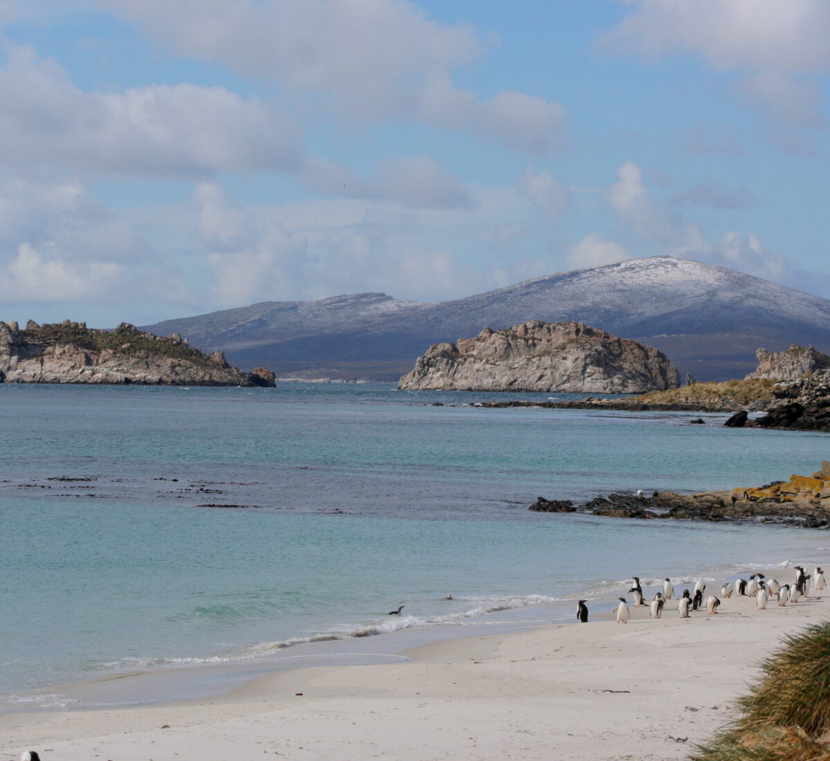 FAL_CarcassIsland_INTERNATIONALTRAVELANDTOURS_supplier (4)