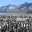 Emperor Penguin