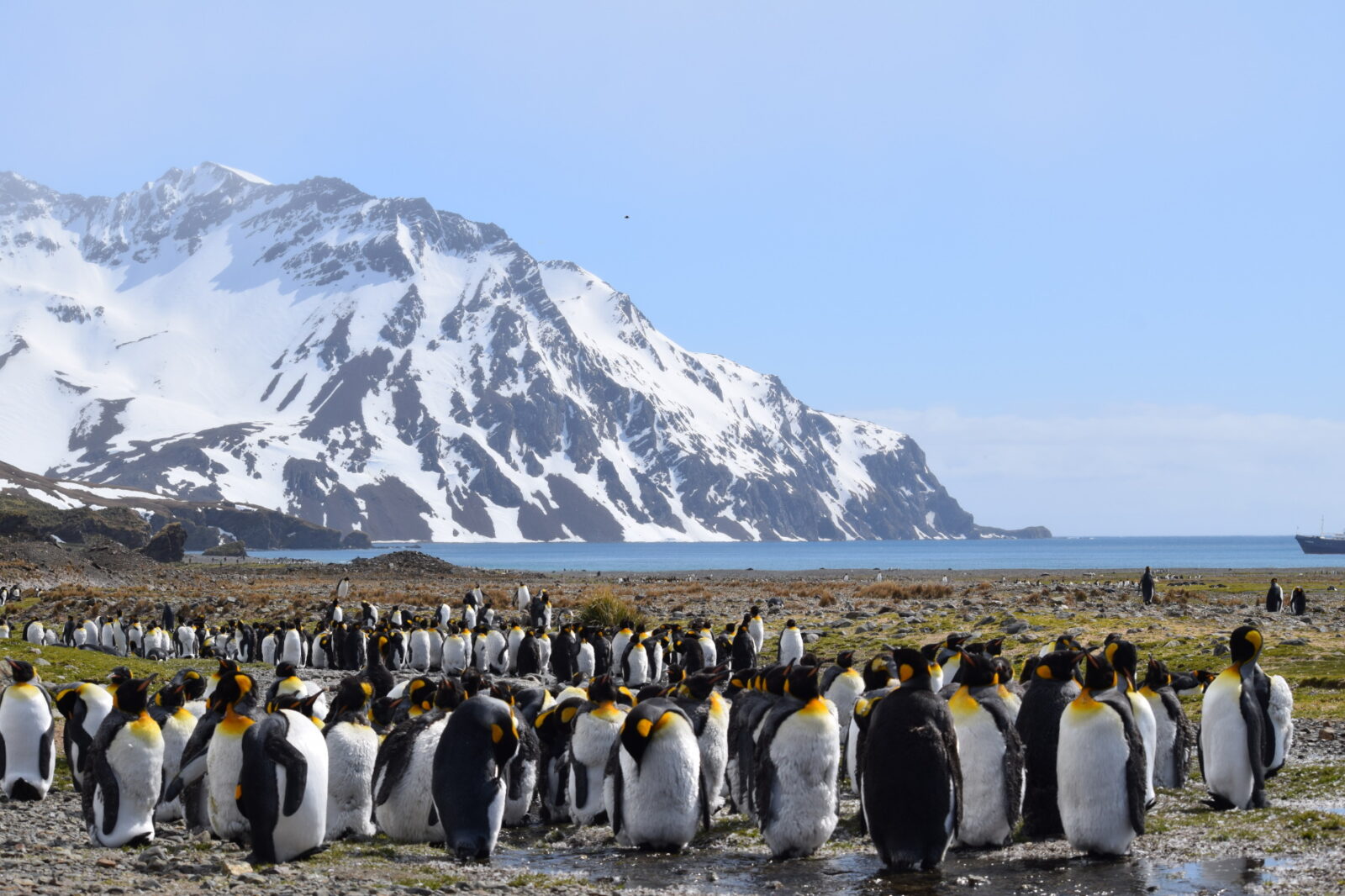 Emperor Penguins Falkland Islands